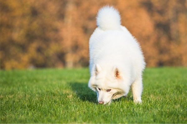White dog eating something from the grass