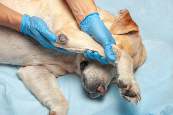 Veterinary staff examining a yellow Labrador Retriever dog's elbow callus 