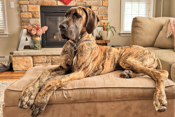 Great Dane dog protecting his elbows from calluses by lying on a soft bed