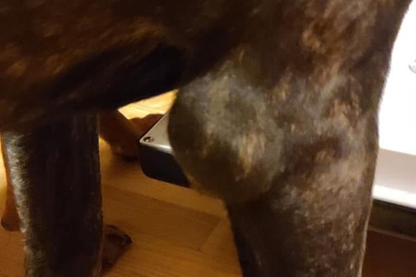 Close-up of a dog with an elbow hygroma