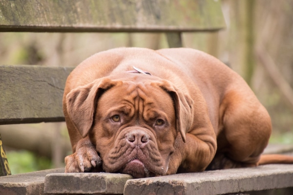 Mastiff, who may have dog elbow calluses, lying on a park bench