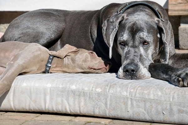 Great Dane and Weimaraner both lying on soft bedding as a way to prevent dog elbow calluses