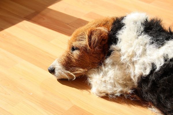 Jack Russell Terrier lying on the hardwood floor in the sunlight