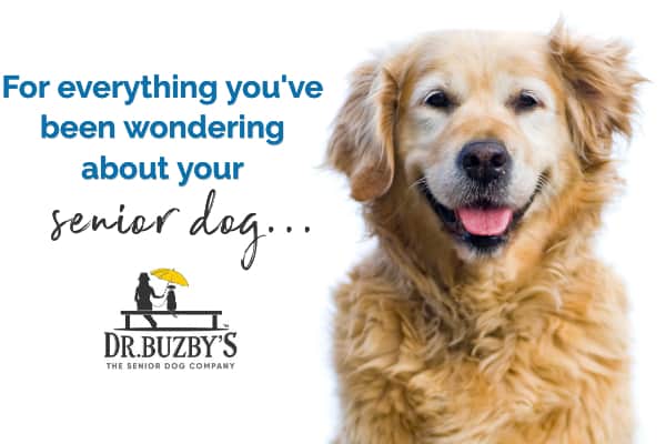 Senior golden retriever and title: For everything you're wondering about your senior dog...Dr. Buzby's the Senior Dog Company