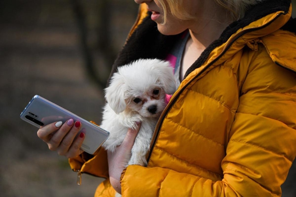 Young Poodle dog being held by his owner who is talking on a cell phone.