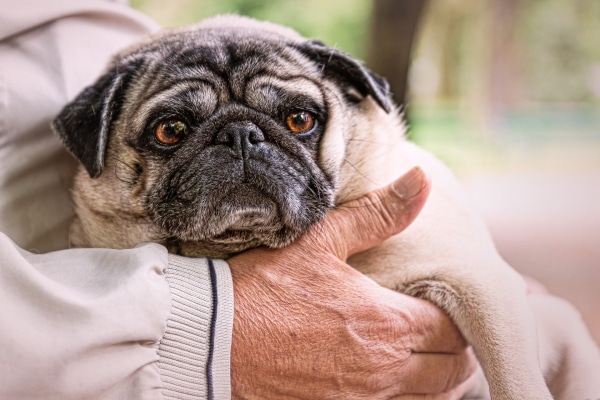 Pug who may take enalapril, being held by his owner.