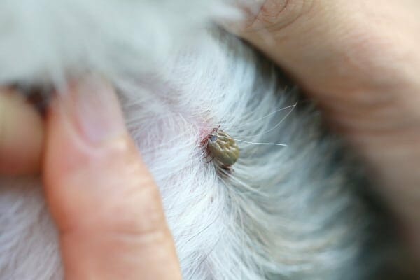 attached tick on dog's skin