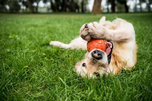 Senior Golden Retriever dog playing with a toy in the yard