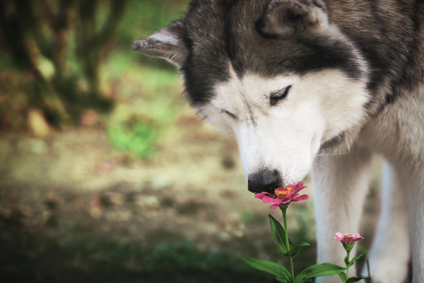 Malamute sniffing a flower outside to illustrate the importance of enrichment for senior dogs 