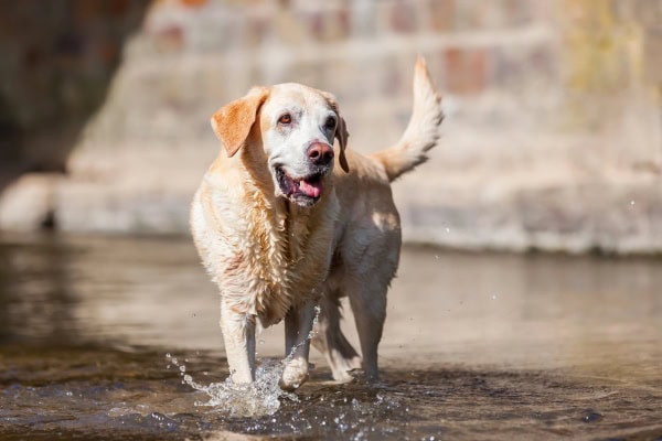 Old Labrador Retriever dog getting enrichment by walking outdoors 