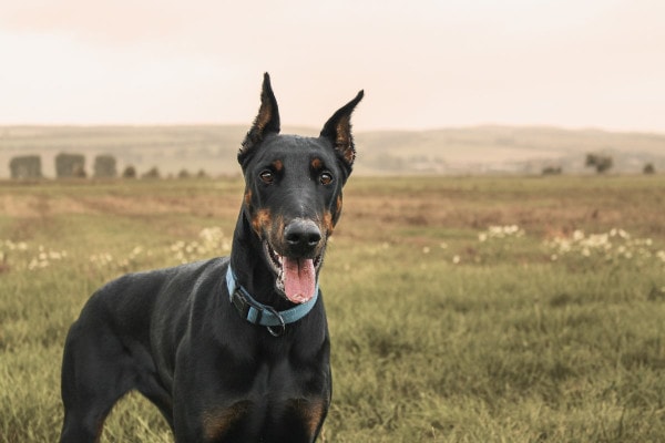 Doberman dog who may have EPI standing out in a field