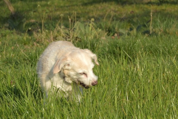 Some dogs with EPI may eat non-food items. This white dog is eating grass.
