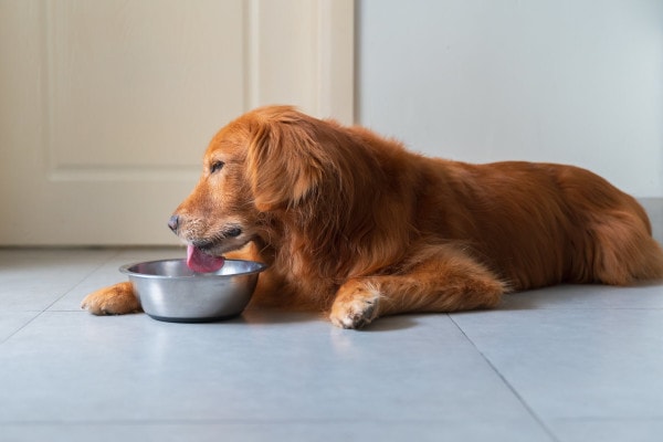 Red dog lying on the floor and licking his food dish clean