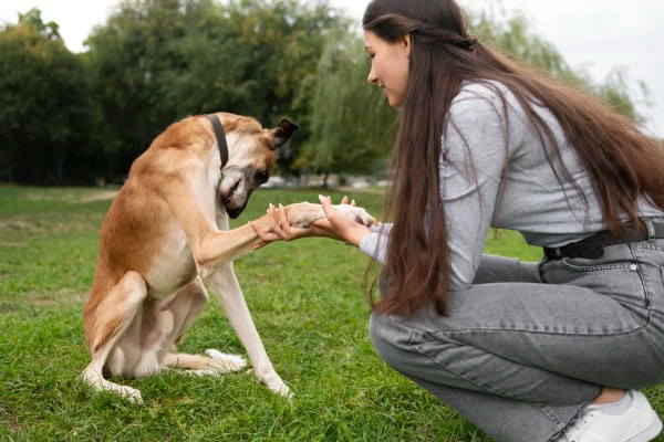 Owner training a dog