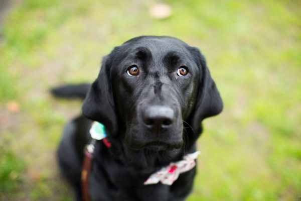 Labrador Retriever, a breed more prone to idiopathic epilepsy in dogs, sitting in a grassy yard.