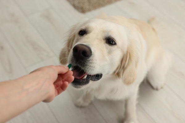 Dog being given a pill