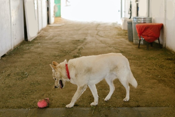 Dog in a barn who may be exposed to toxins such as rat bait