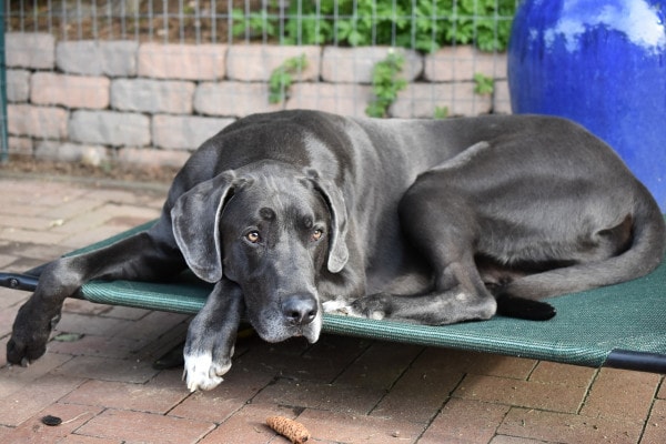 Great Dane laying on a cot 