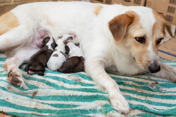 A mother dog having trouble giving birth may need to go to the emergency vet