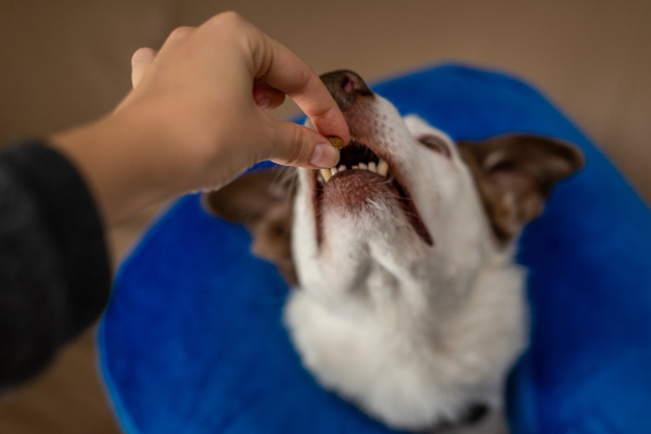 Owner giving a dog with esophagitis medication