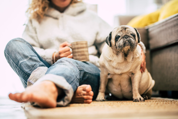 Pug, a brachycephalic dog breed with increased incidence of esophagitis,  sitting with his dog mom