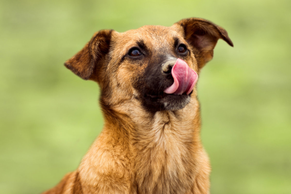 Dog with esophagitis licking his lips