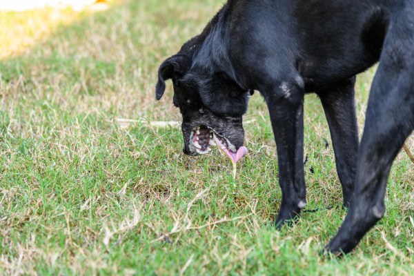 Dog regurgitating outside in the grass from esophagitis