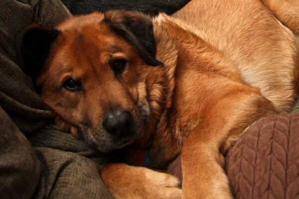 Shepherd mix dog laying on the couch, snuggled in blankets, photo