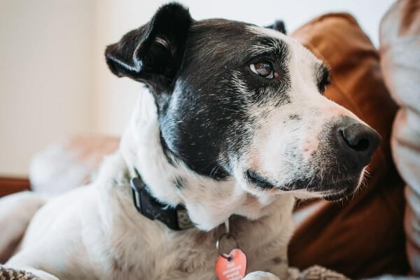 Black and white dog laying on the couch, photo