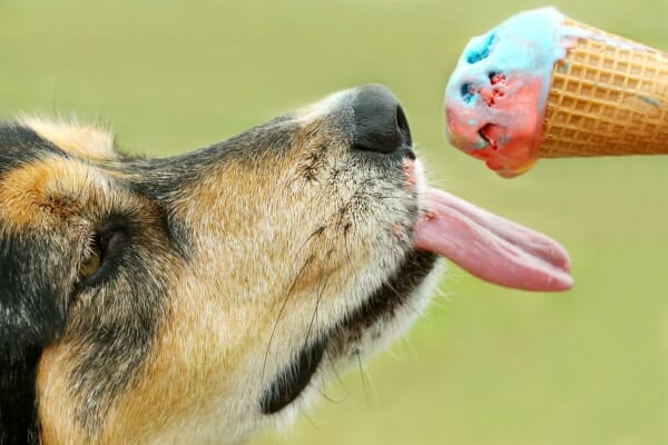 Dog eating ice cream cone, photo