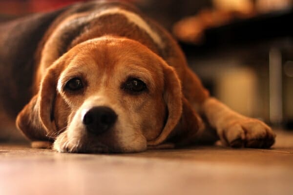 Beagle laying down on the floor, photo