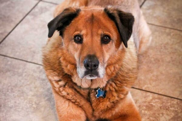 Older shepherd mix laying on the tile floor, photo