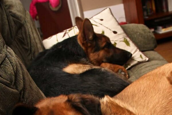 German Shepherd sleeping on couch, photo