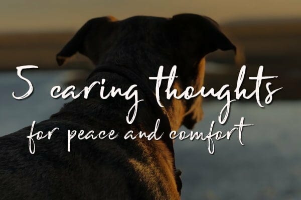 dog's silhouette and title when to put a dog down: 5 caring thoughts for peace and comfort