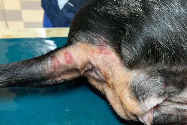 Close-up of bruising on a dog with Evans syndrome.
