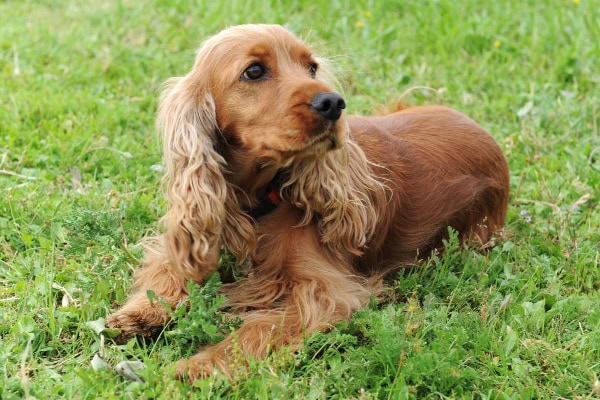 Cocker spaniel, a breed more prone to Evans syndrome, lying outdoors in the grass.