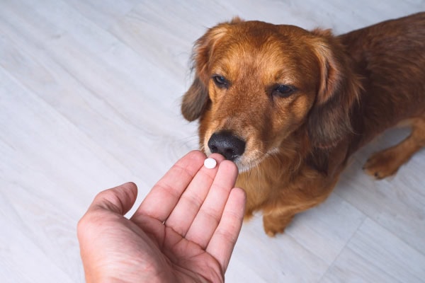 Owner giving dog medication, which a vet may prescribe for Evans syndrome.
