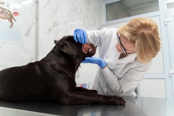 Vet examining a dog