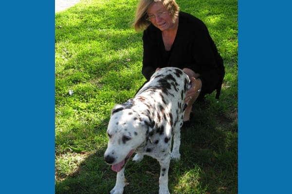 Dr. performing exercises dogs vestibular disease on Dalmatian, photo