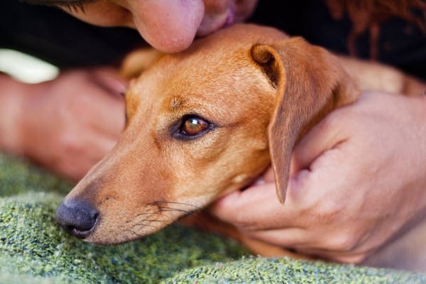 close up of man and dog, photo