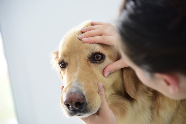 Veterinarian looking at the eye of a Golden Retriever, a breed more prone to dog eye melanomas
