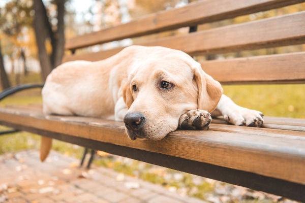 Labrador Retriever dog lying on a park bench