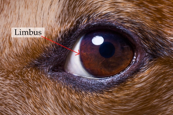 Close up of the eye of a dog with a red line pointing to the limbus