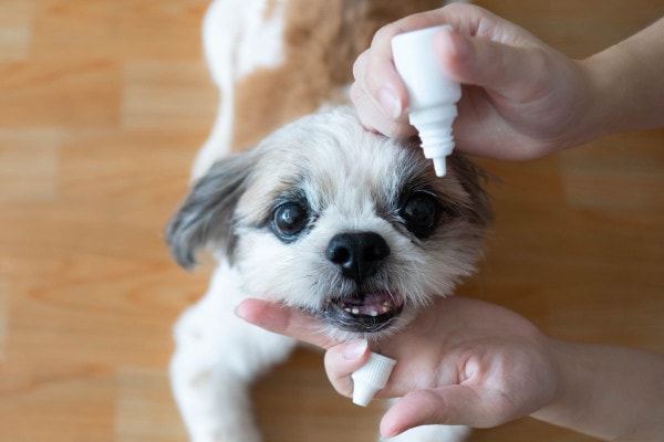 Owner giving a dog an eye drop