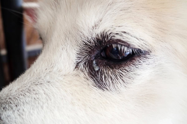 Close up of a dog's face showing eye discharge