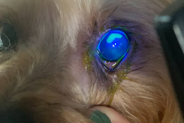 Dog with a corneal ulcer diagnosed with a stain