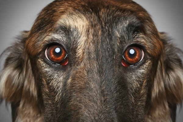 Up close of a dog's eyes with two small eyelid tumors on both bottom eyelids.