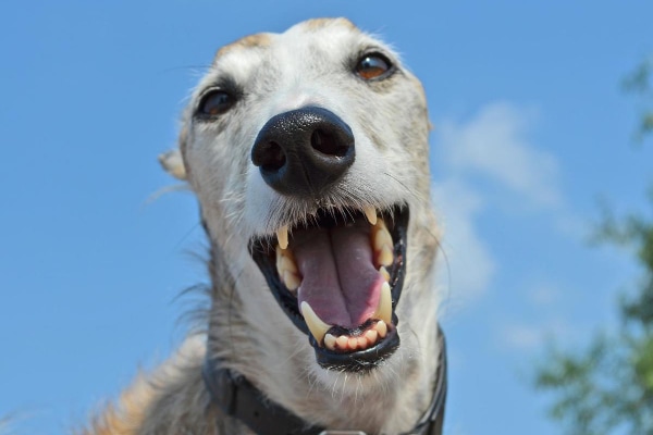 Greyhound with a happy smile after surgery for an eyelid tumor