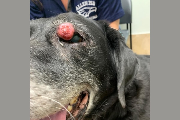 Dog with large red, ulcerated eyelid mass