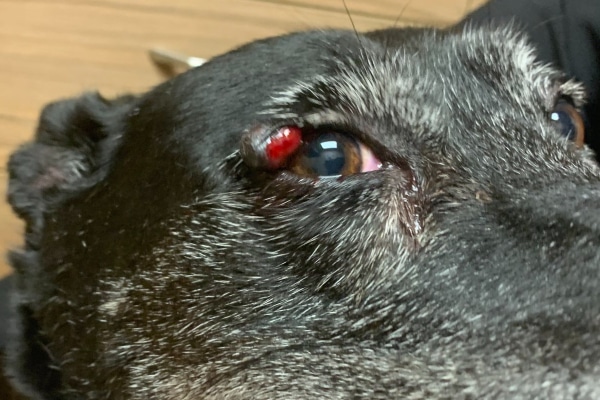 Dog with a ruptured eyelid mass